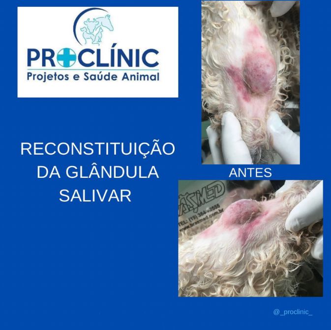 Proclínic Projetos e Saúde Animal