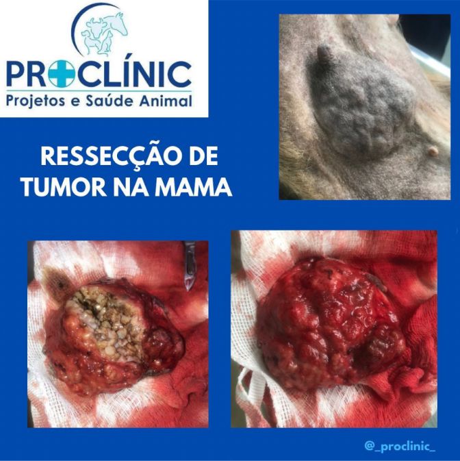 Proclínic Projetos e Saúde Animal