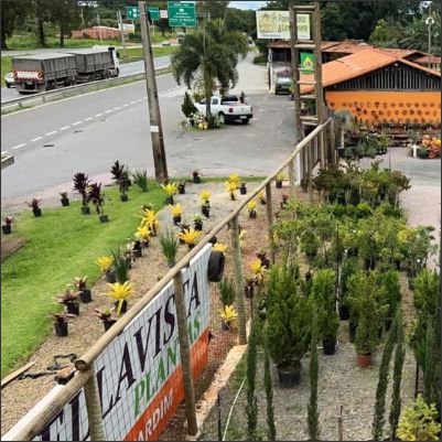 BellaVista Plantas Ltda