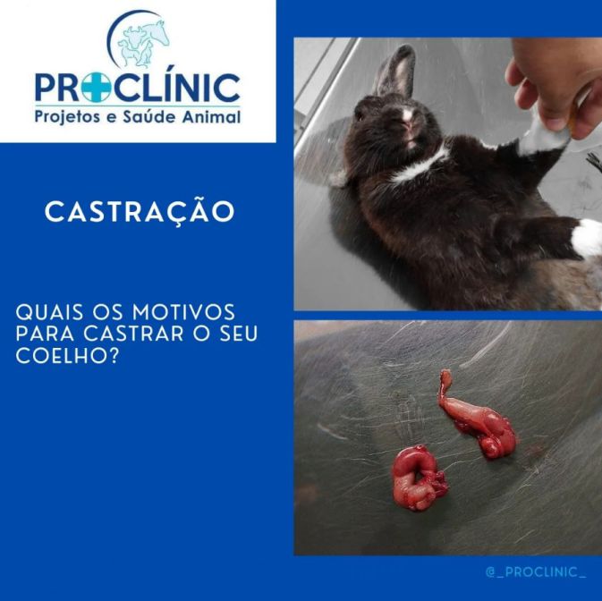 Proclínic Projetos e Saúde Animal